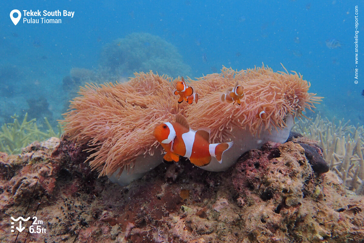 Ocellaris anemonefish in Tekek