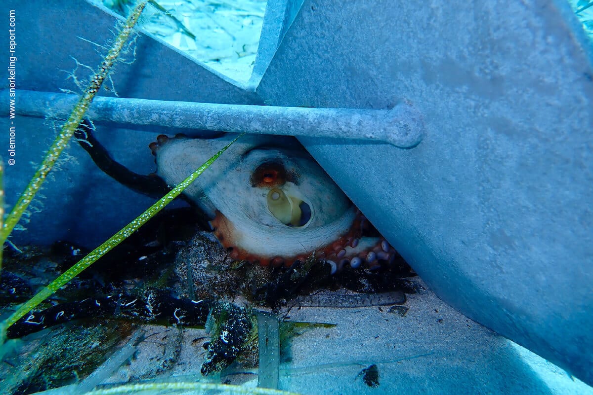 An octopus hiding under an anchor in Corsica