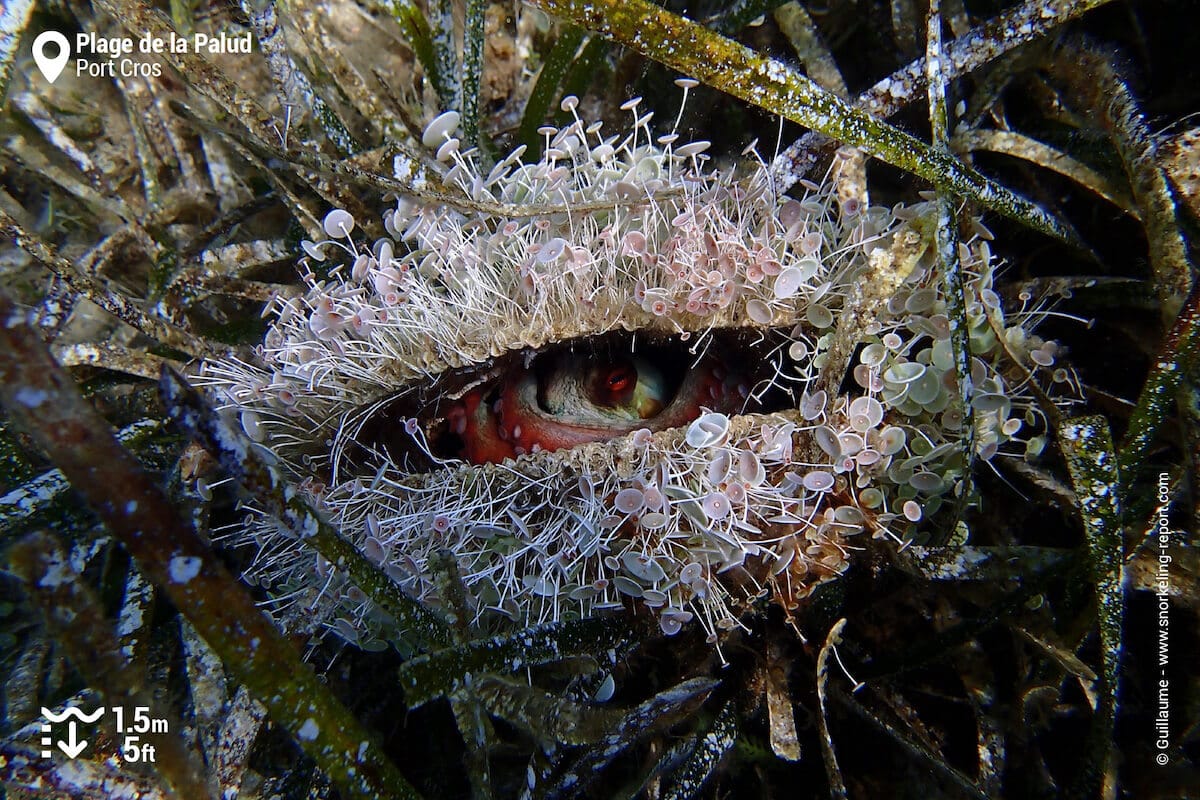 A common octopus hiding in a Noble pen shell