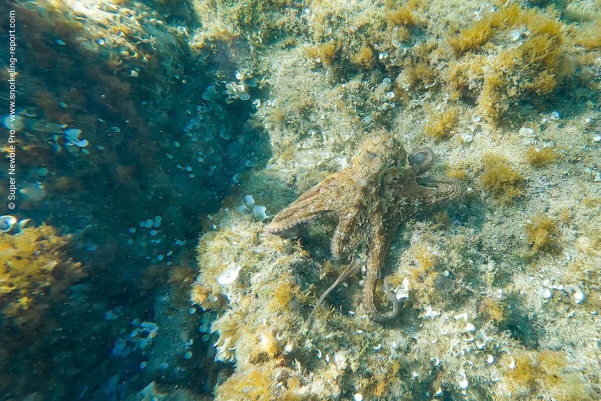 Octopus in Plage de Peyrefite