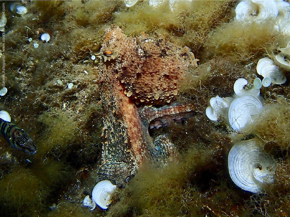 Octopus vulgaris