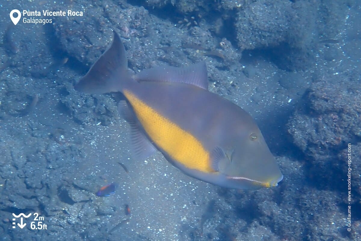 Orange-sided triggerfish at Punta Vicente Roca