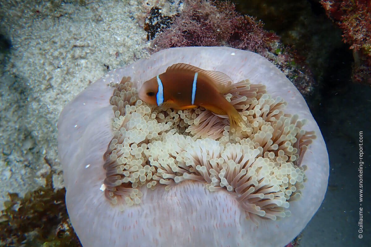 Orangefin anemonefish in Huahine