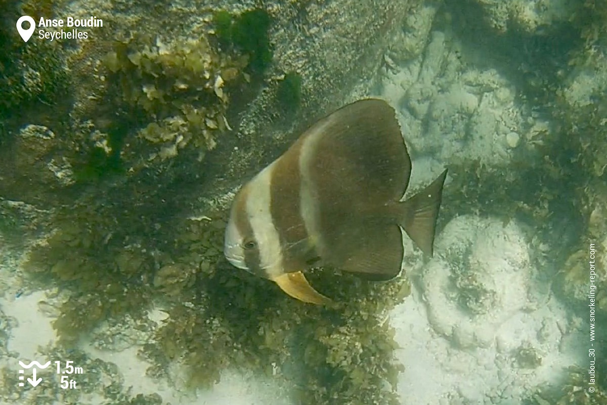 Orbicular batfish at Anse Boudin