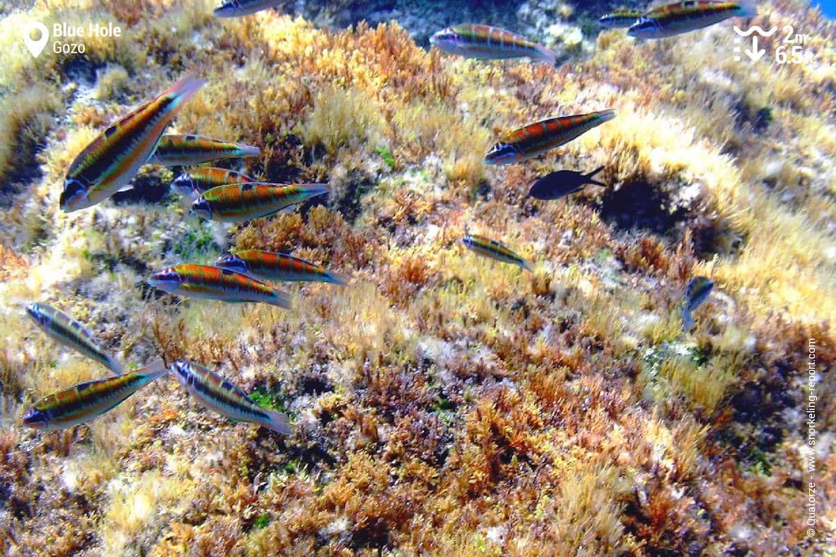 Ornate Wrasse at the Blue Hole, Gozo