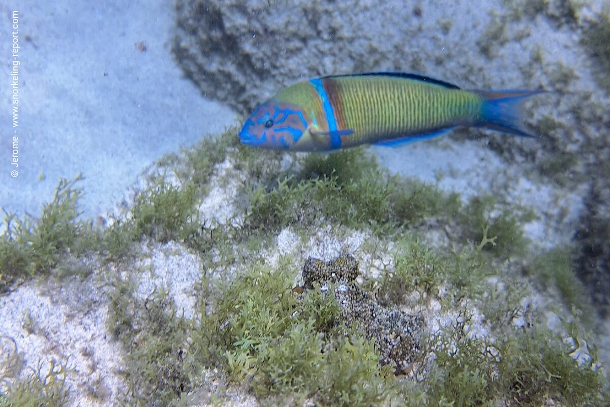 Ornate wrasse and octopus at Playa de Tarajalejo