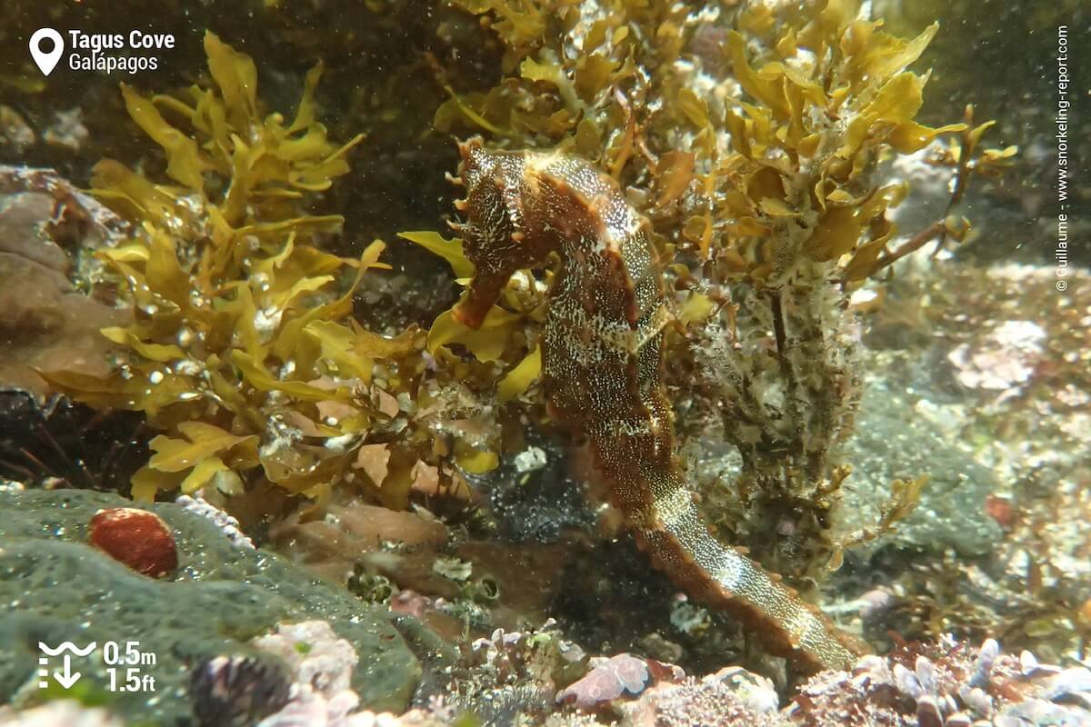 Pacific seahorse at Tagus Cove, Galapagos