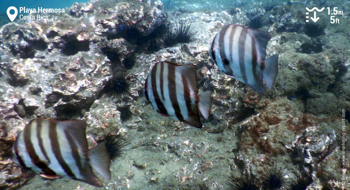 Pacific spadefish at Playa Hermosa