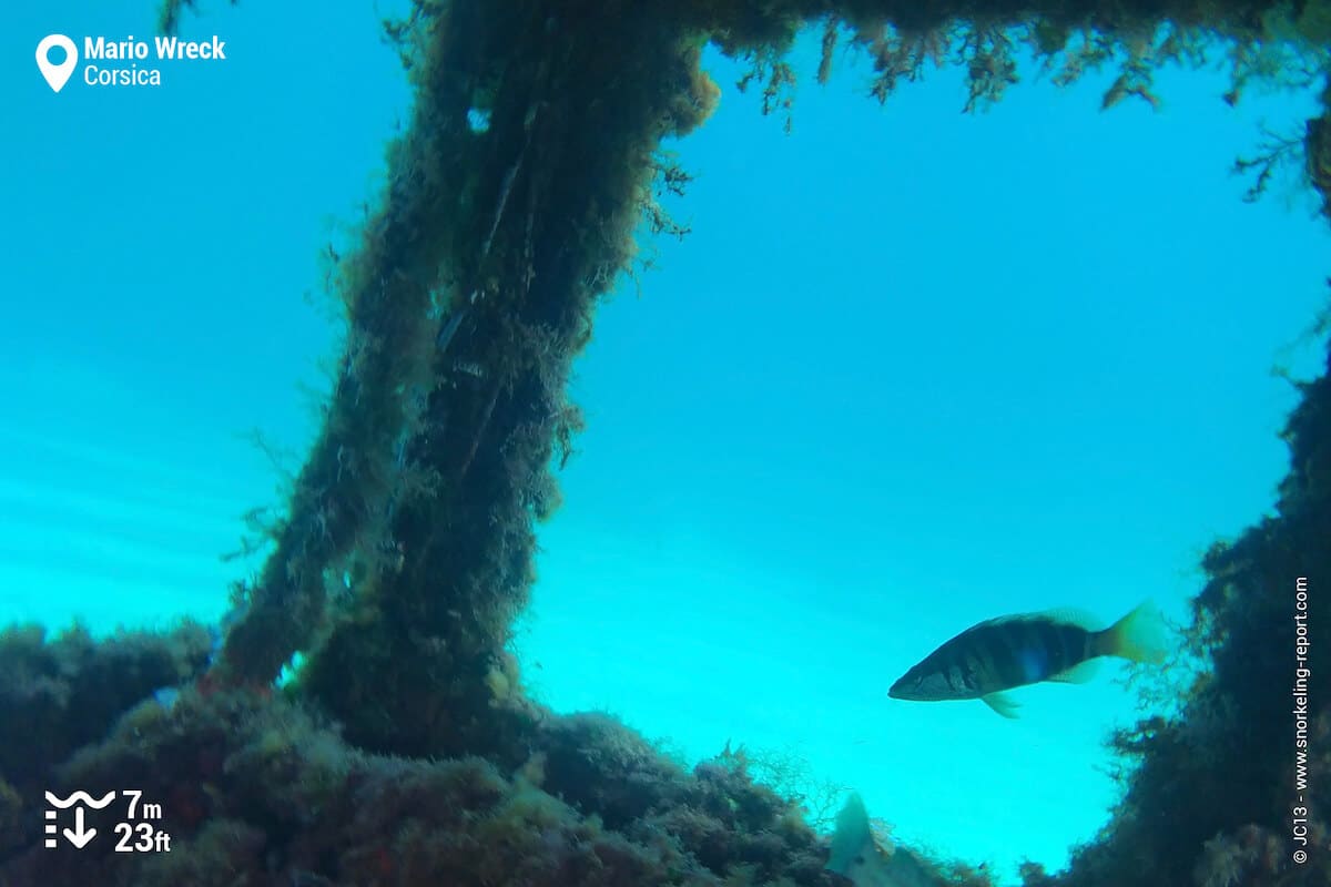 Painted comber at the Mario Wreck