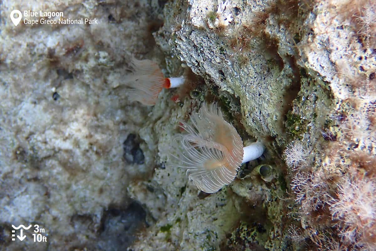 Pair of sabella on the Blue Lagoon rocky shore