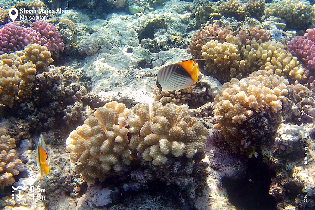 Pair of threadfin butterflyfish at Shaab Marsa Alam