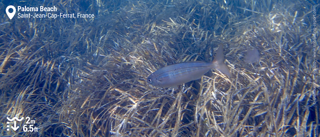 Neptune grass beds at Paloma Beach