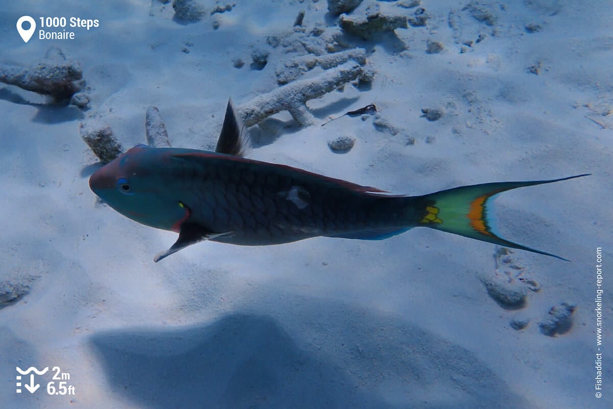 Stoplight parrotfish at 1000 Steps