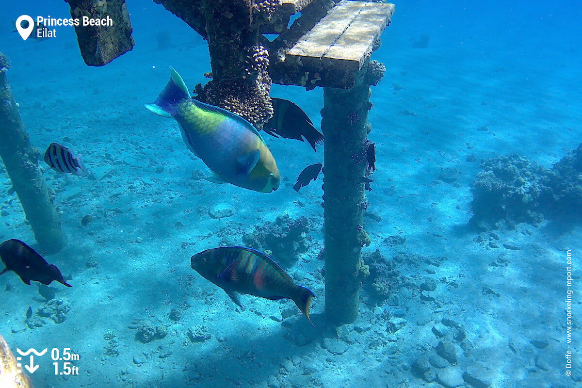 Reef fish in Princess Beach