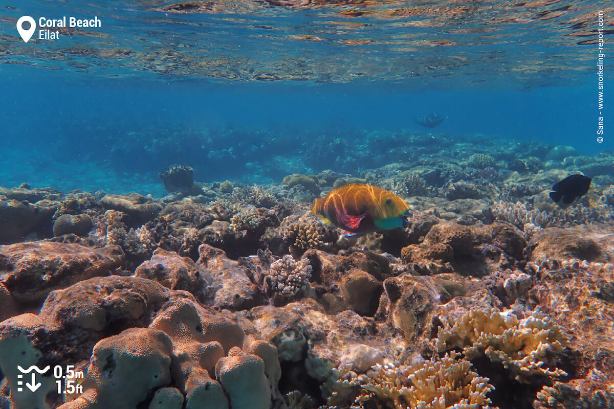 parrotfish on Coral Beach reef flat