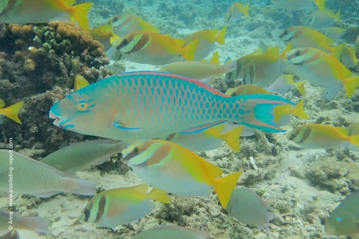 A parrotfish among spinefoot in Tanote Bay