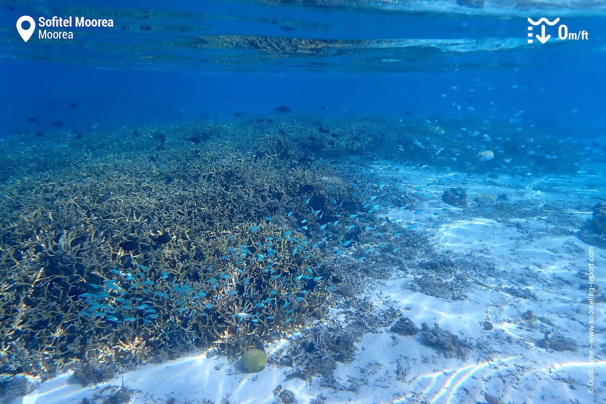 Branching coral at Sofitel Moorea