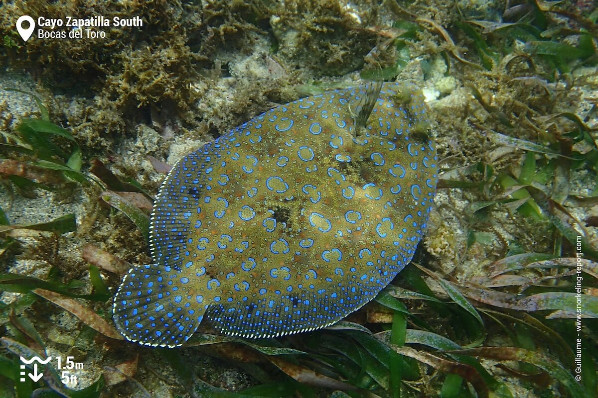 Peacock flounder at Cayo Zapatilla South