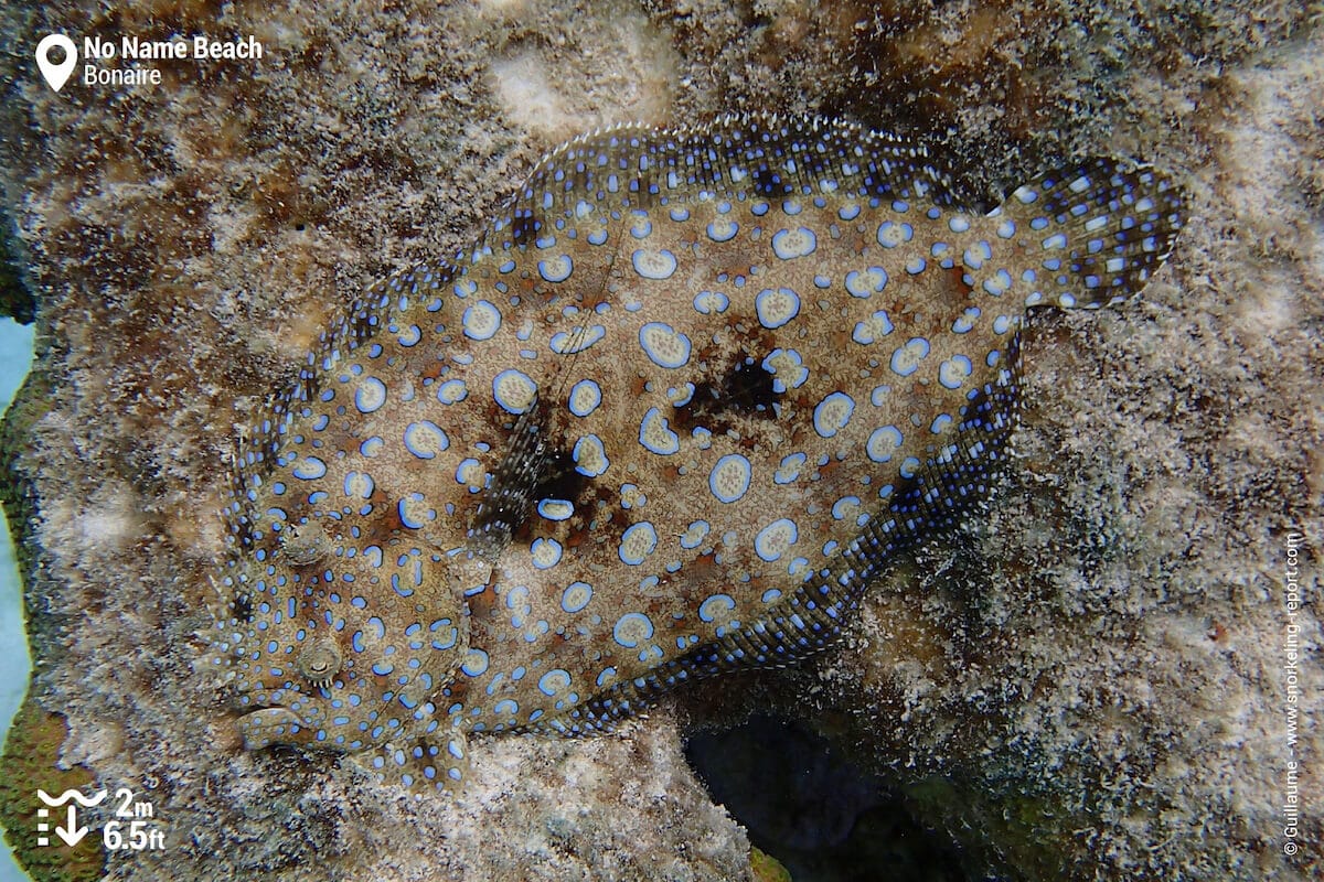 Peacock flounder at No Name Beach