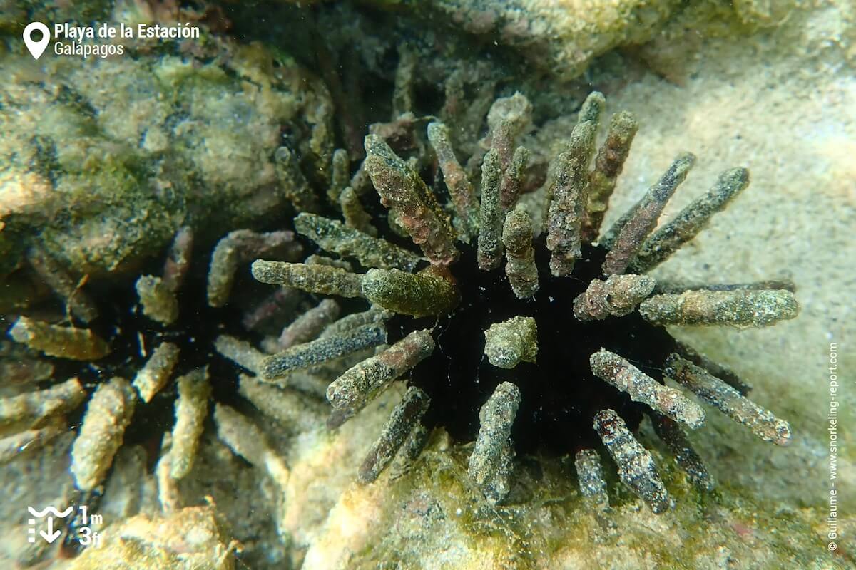 Pencil urchin at Playa de la Estacion