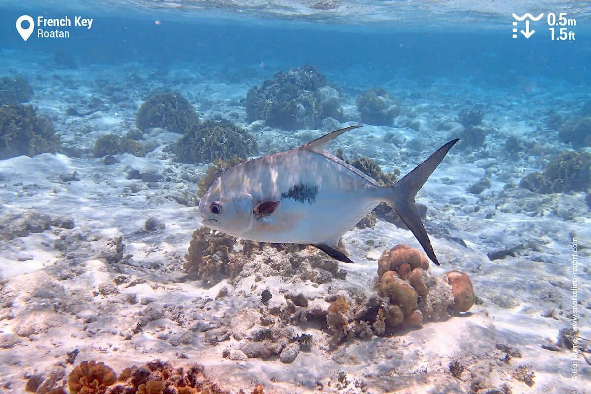 Permit in French Key