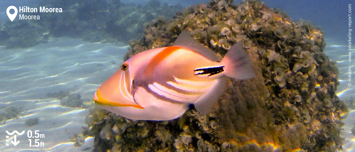 Picasso triggerfish at Hilton Moorea