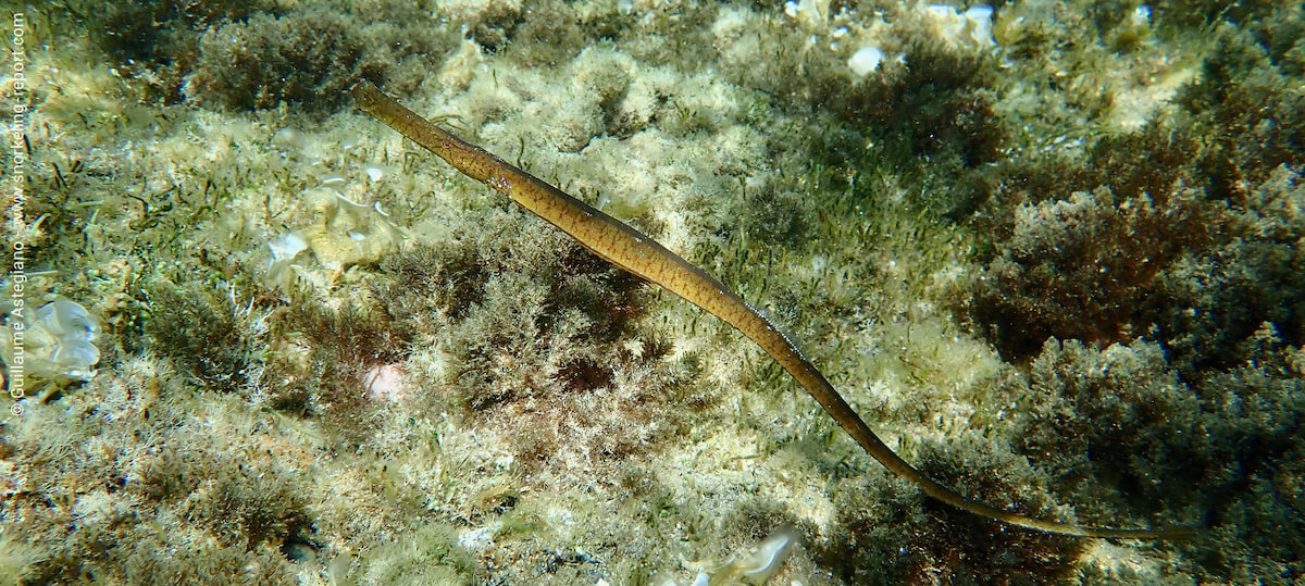 The shallow seagrass beds of Cabo de Palos are great locations to spot broadnosed pipefish (here, in Islotes del Descargador).