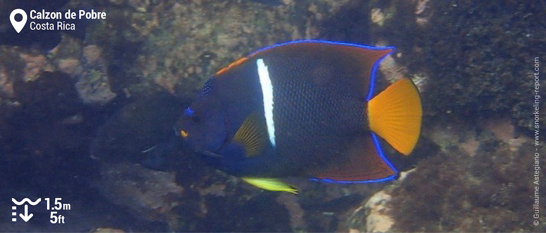 Poisson-ange à barre blanche à Calzon de Pobre