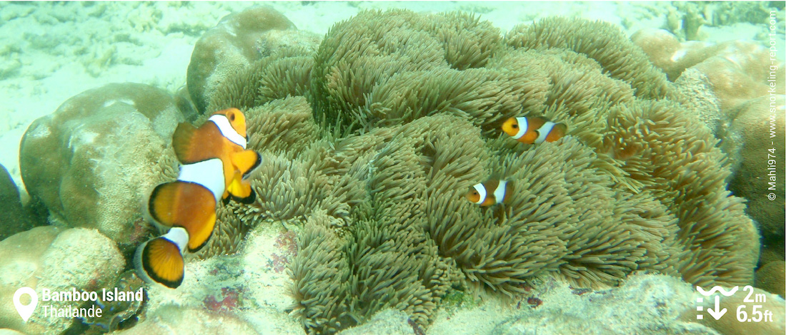 Poissons-clowns à trois bandes à Bamboo Island