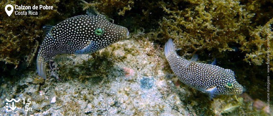 Poisson-coffre ponctué à Calzon de Pobre