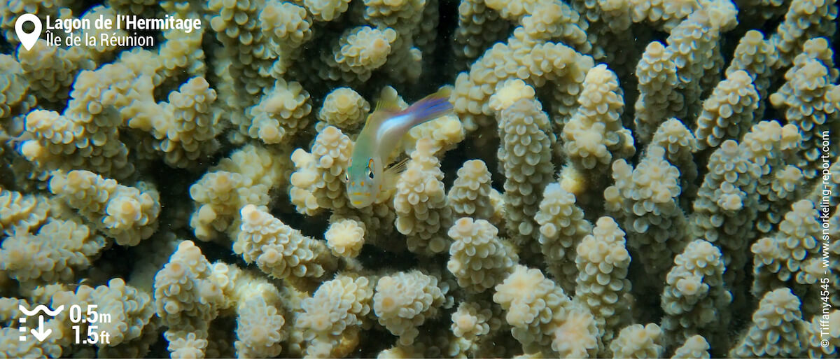 Poisson-épervier à tempe annelée à l'Hermitage