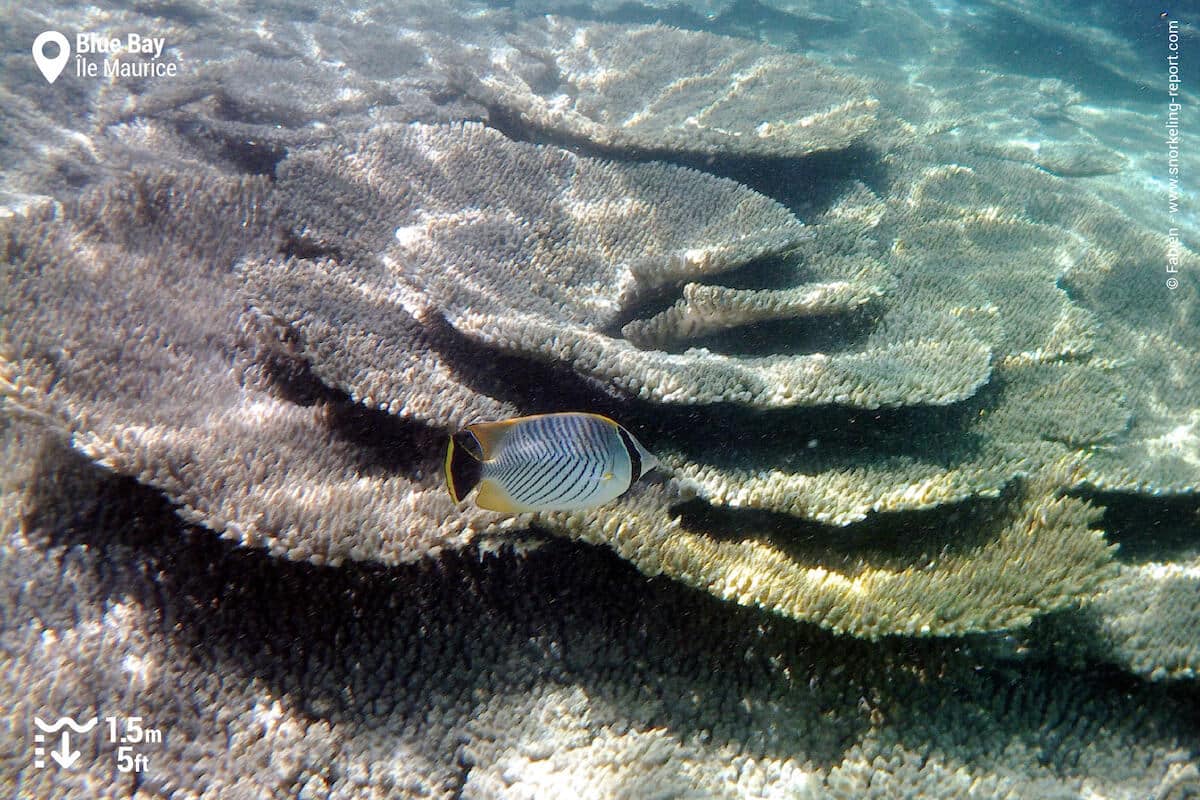 Un poisson-papillon à chevrons traverse un massif de corail tabulaire.