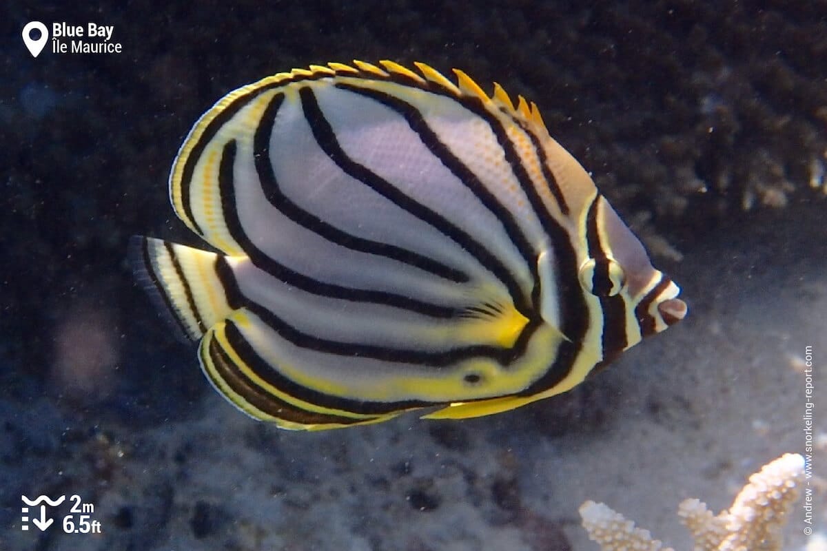 Poisson-papillon de Meyer à Blue Bay