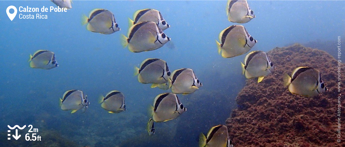 Poissons-papillons à nez noir à Calzon de Pobre