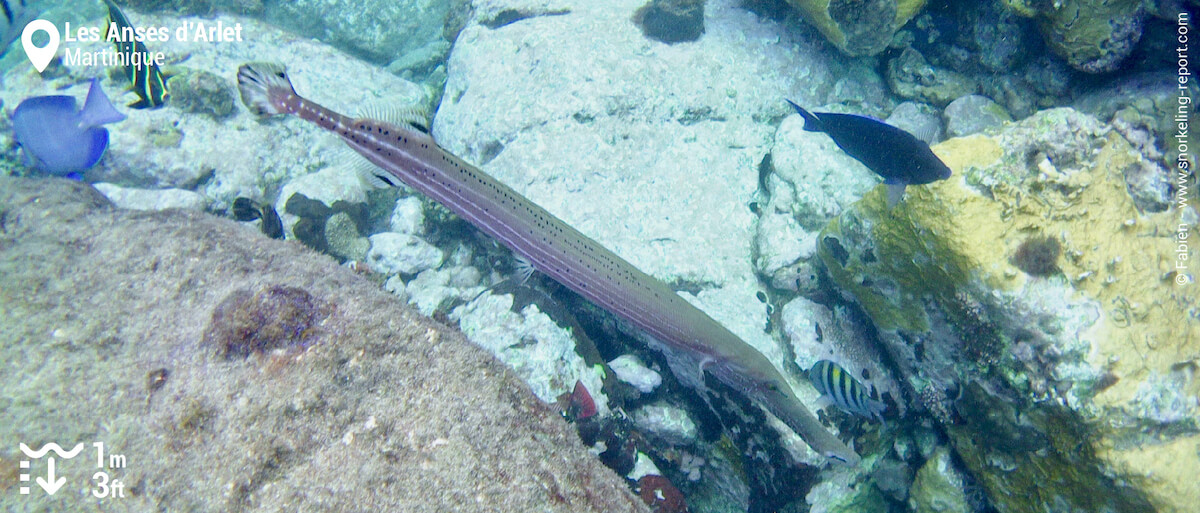 Chinese trumpetfish at Anses d'Arlet