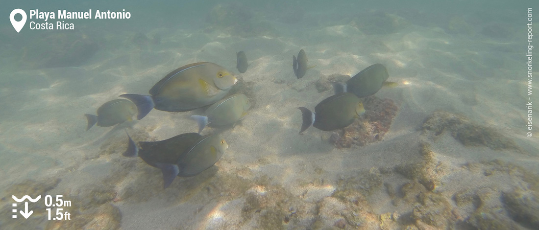 Poissons-chirurgiens à Playa Manuel Antonio
