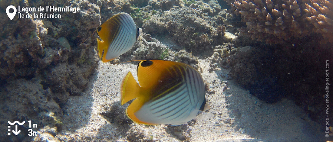 Poissons-papillons cocher au Lagon de l'Hermitage