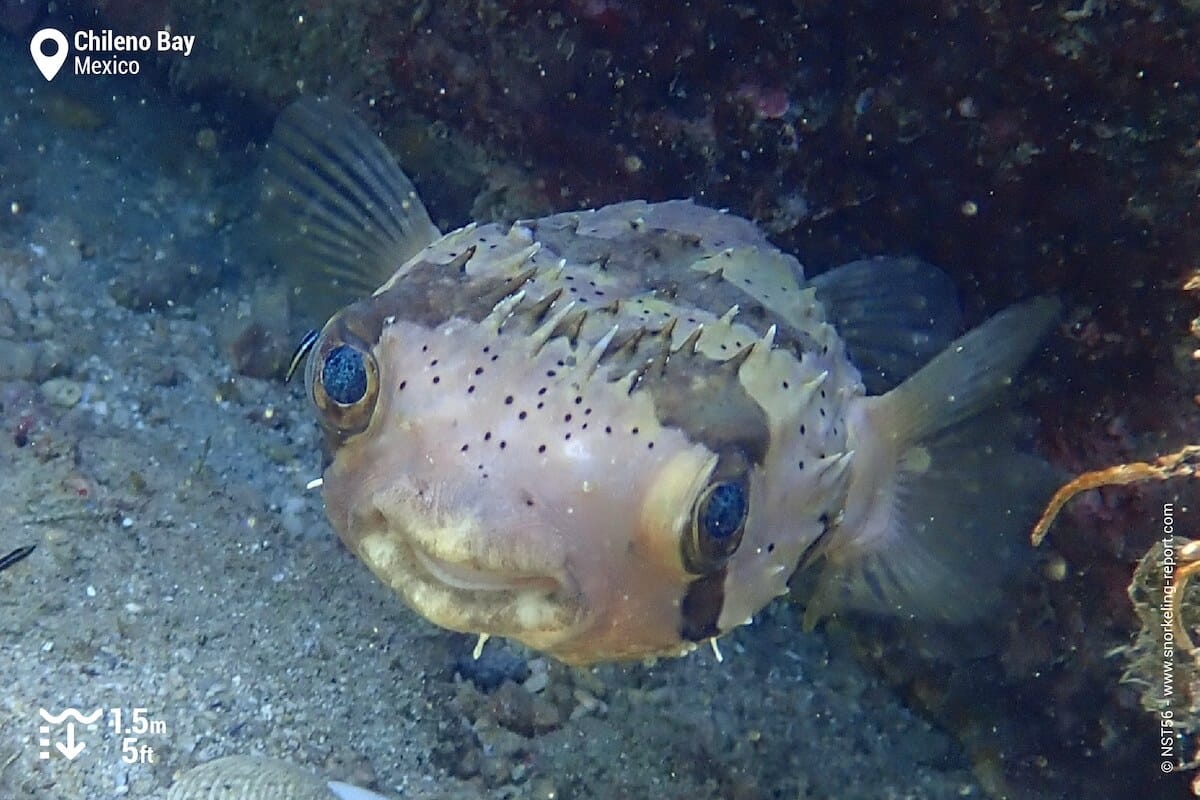 Porcupinefish in Chileno Bay