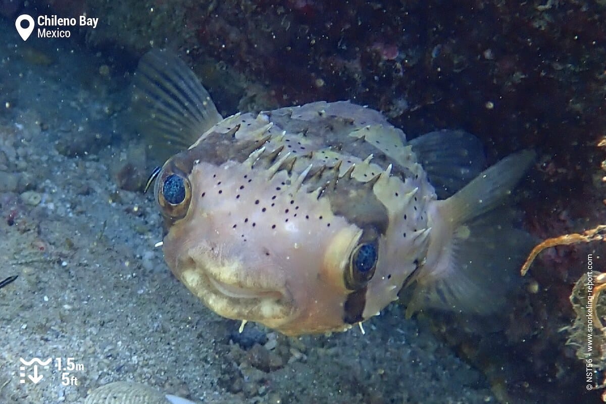 Porcupinefish in Chileno Bay