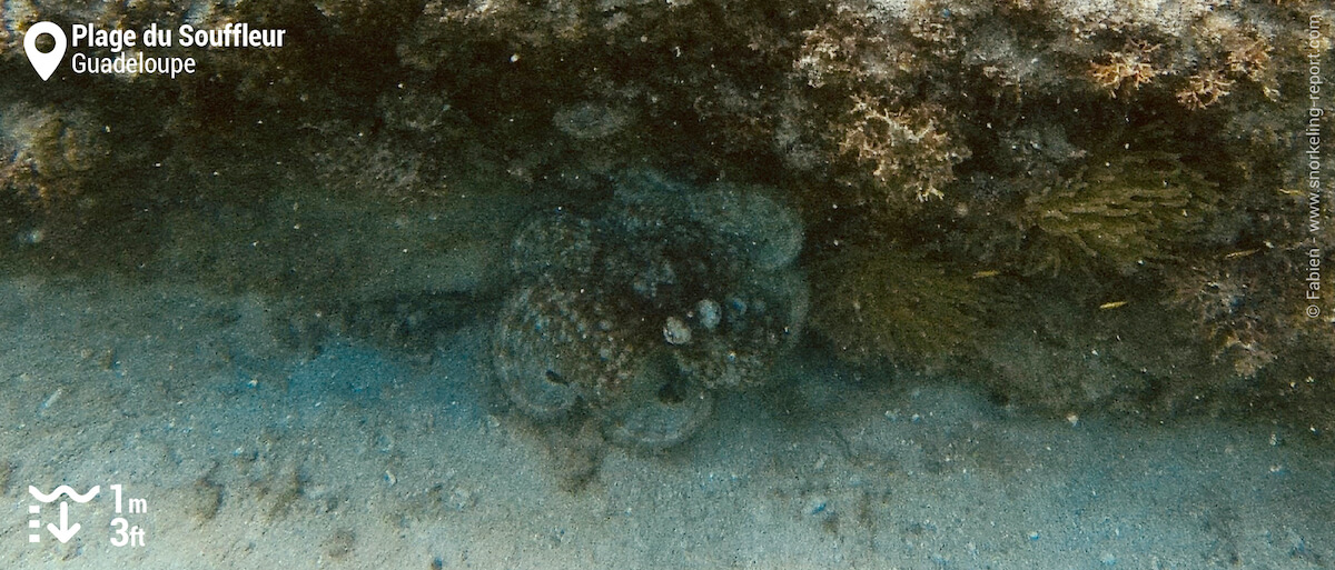 Poulpe à la Plage du Souffleur