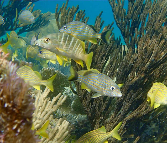 Puerto Morelos