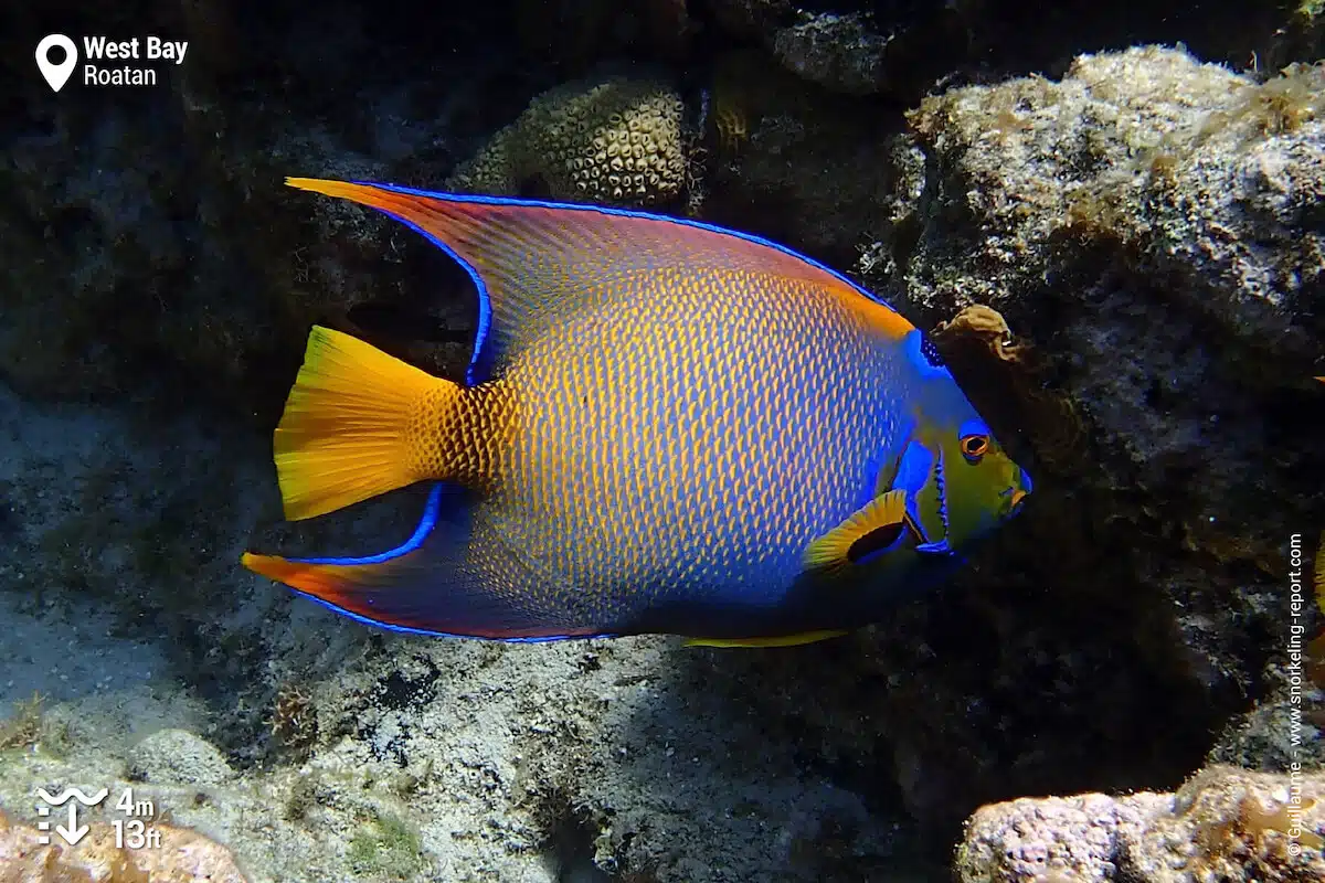 Queen angelfish in West Bay