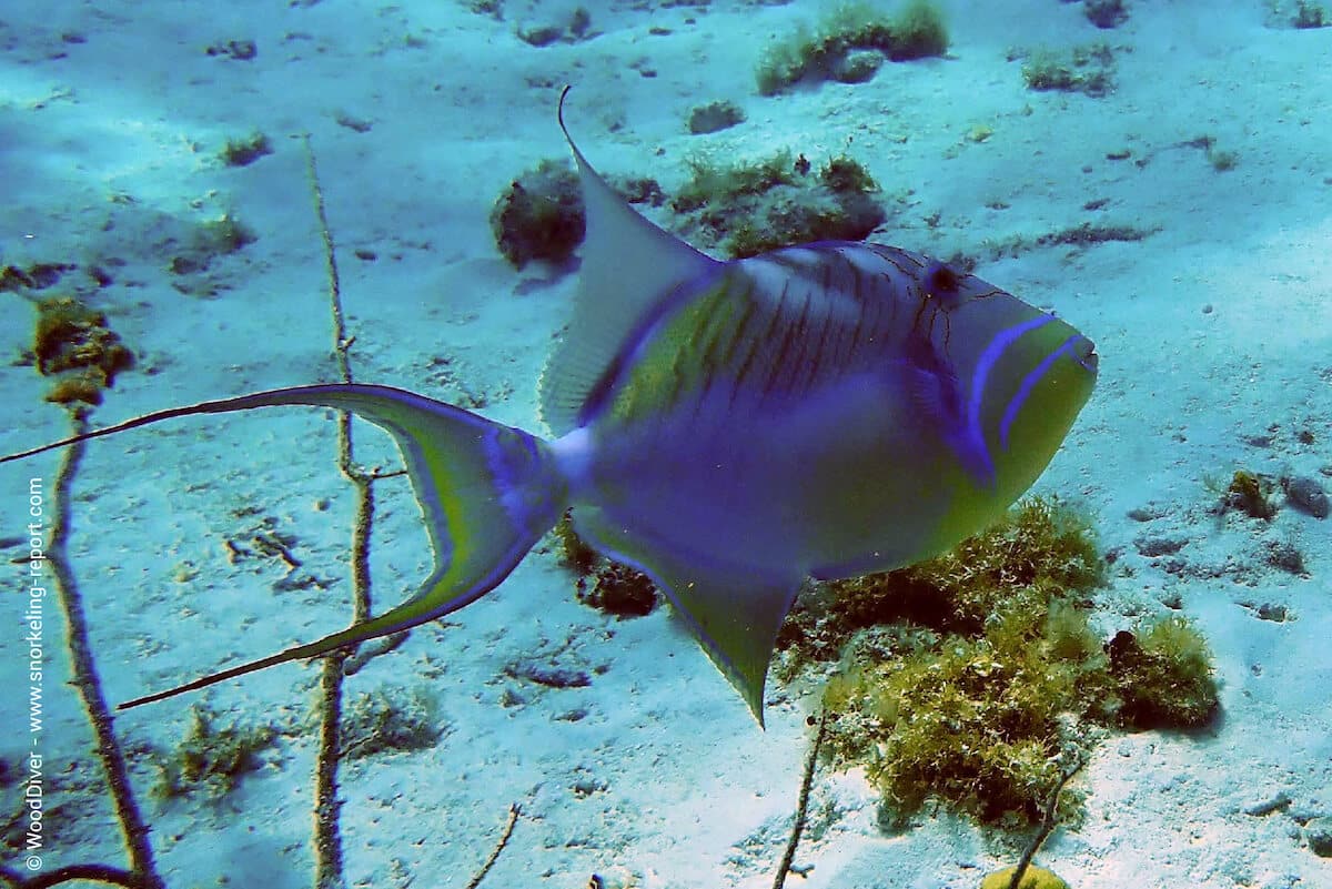 Queen triggerfish at the Coral Garden