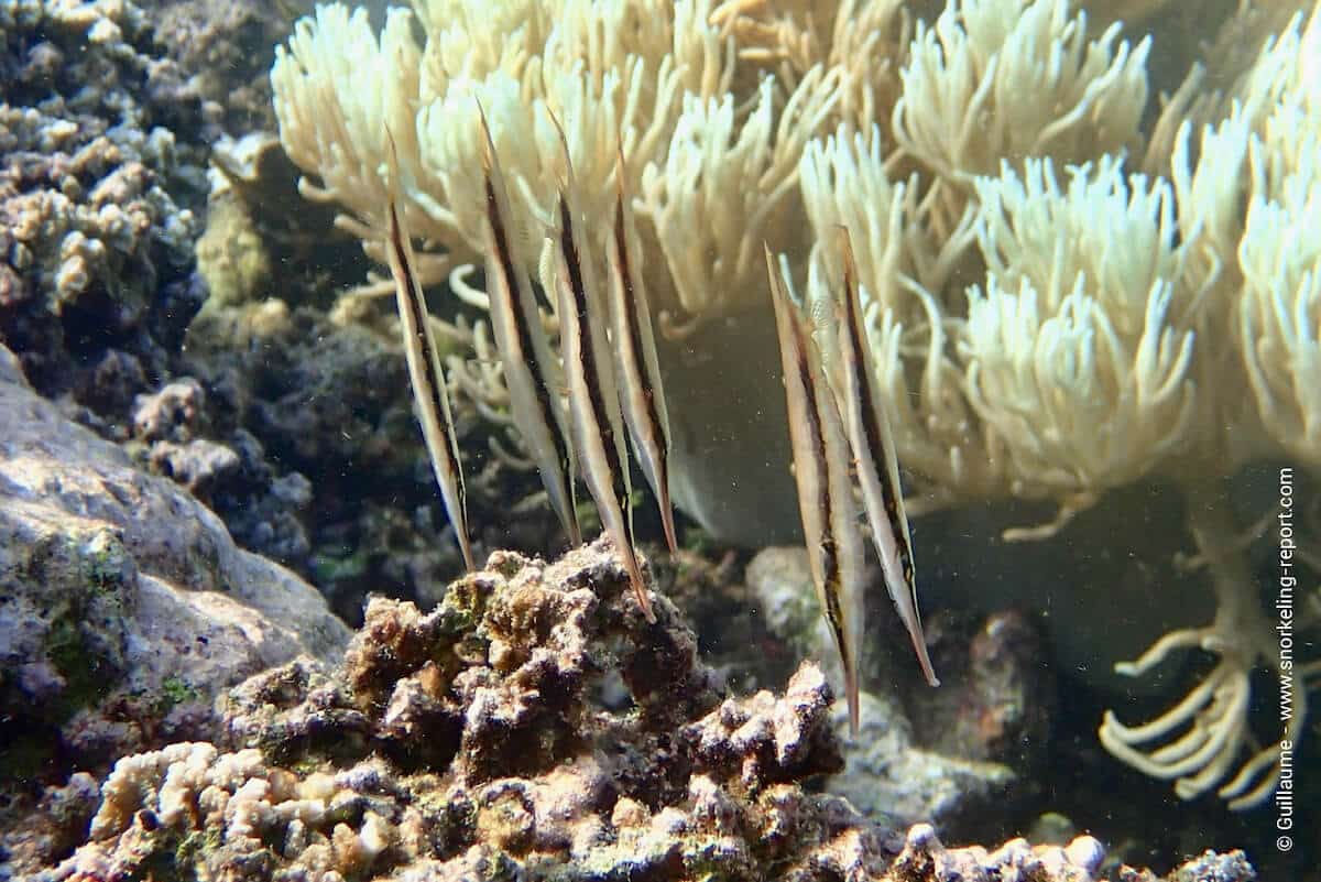 Razorfish in Siladen Island