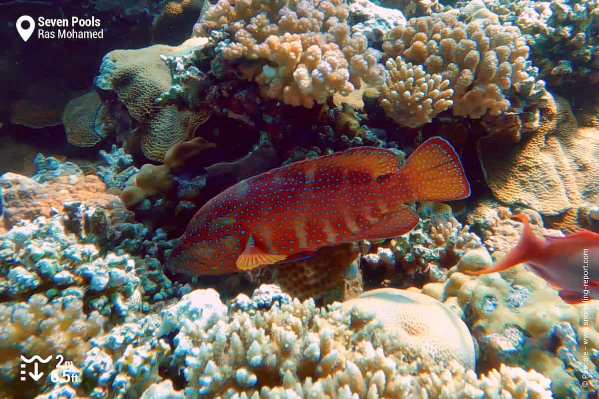 Coral hind in Ras Mohammed National Park