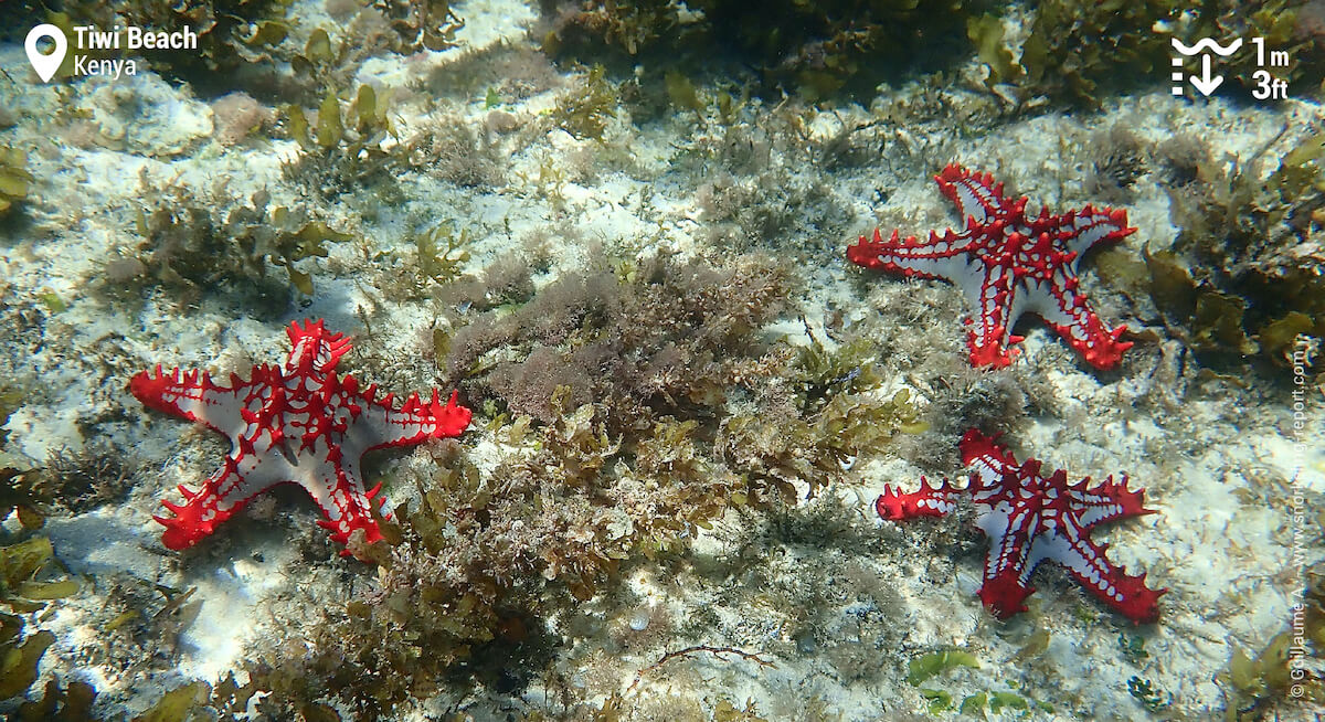 Red-knobbed sea stars in Tiwi Beach