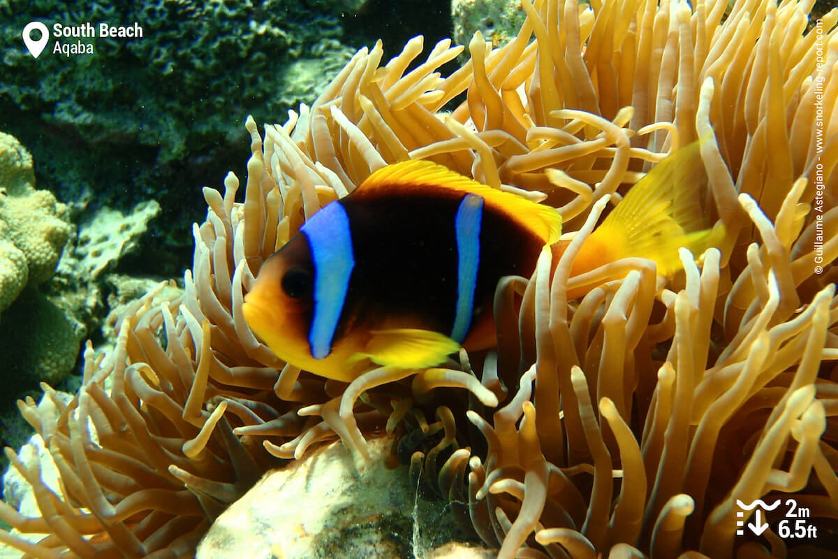 Red Sea clownfish in Aqaba