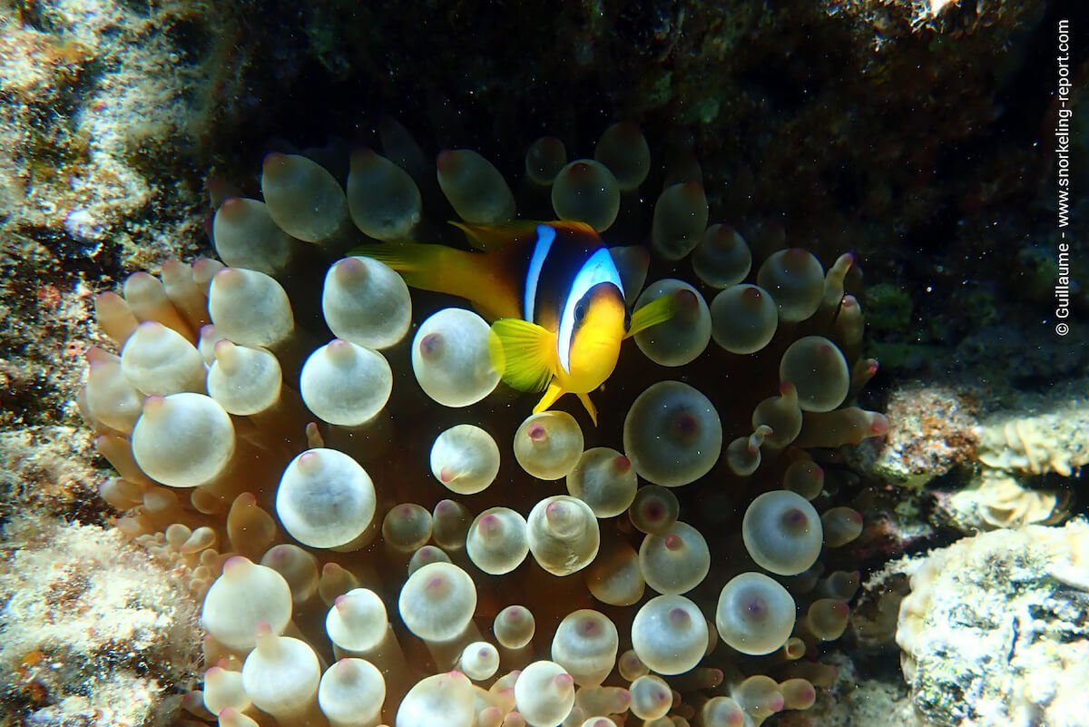 A Red Sea anemonefish at Migdalor Beach