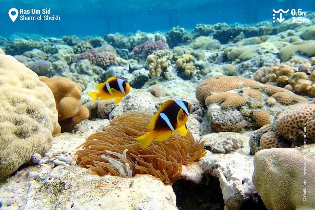 Red Sea anemonefish in Ras Um Sid.
