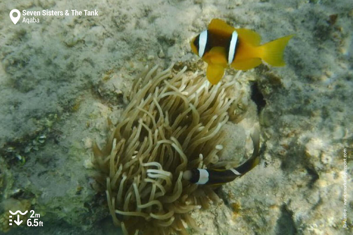 Red sea clownfish in Seven Sisters